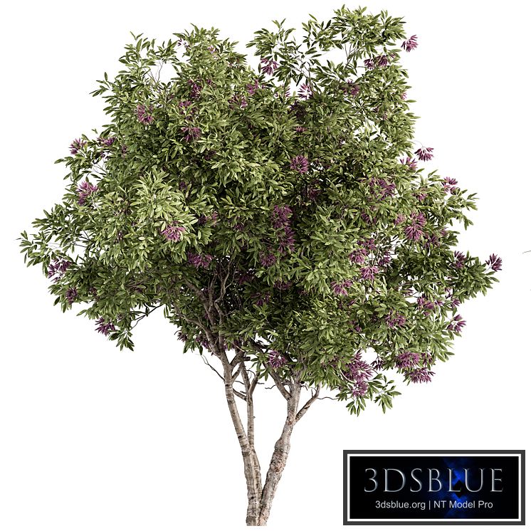 Nerium Oleander -Tree Set 229