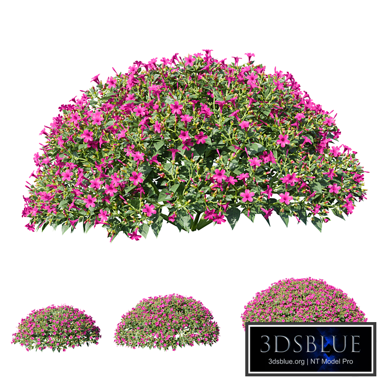 Mirabilis jalapa (Fuchsia) August (Corona) Mirabilis jalapa