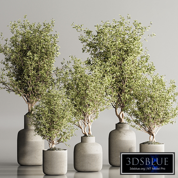 Indoor Plant Set 107