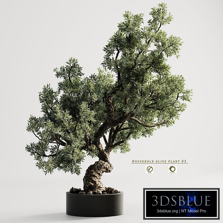 household olive plant 03