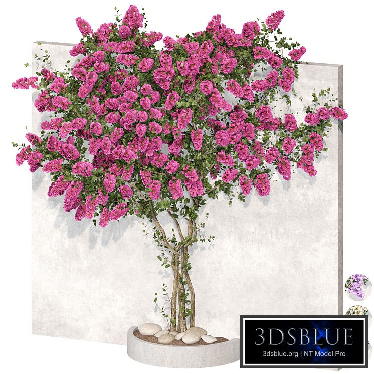 Bougainvillea plant 02