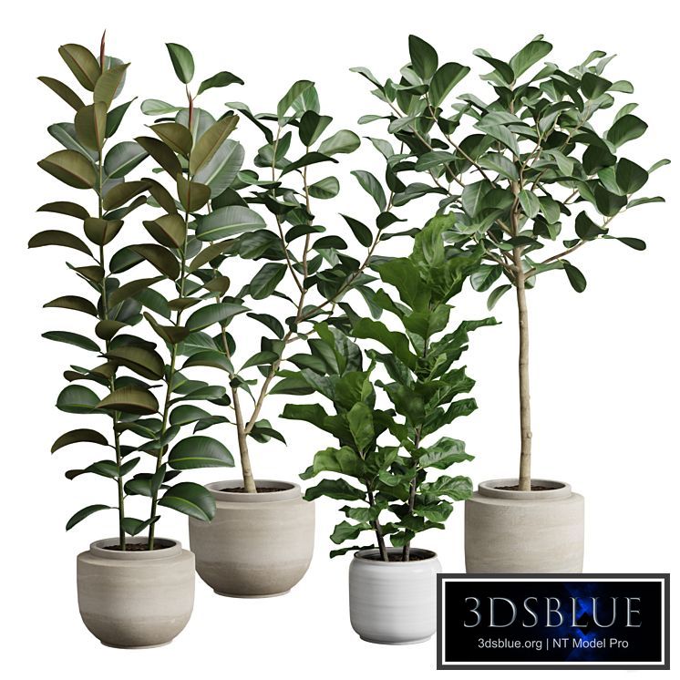 Ficus Pack