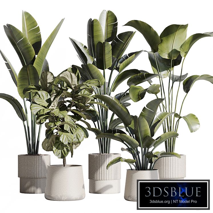 indoor plant set 75