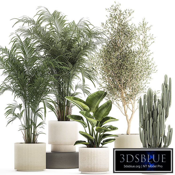 Collection of plants in modern white pots with small indoor lush palm trees Howea, olive tree, cactus, strelitzia. Set 1368.