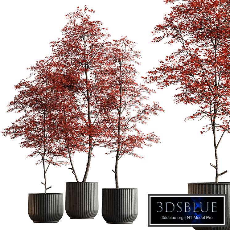 Indoor Plant 591 -Tree in Pot