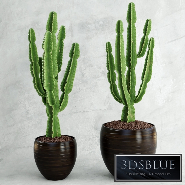 Cactus | Euphorbia ingens