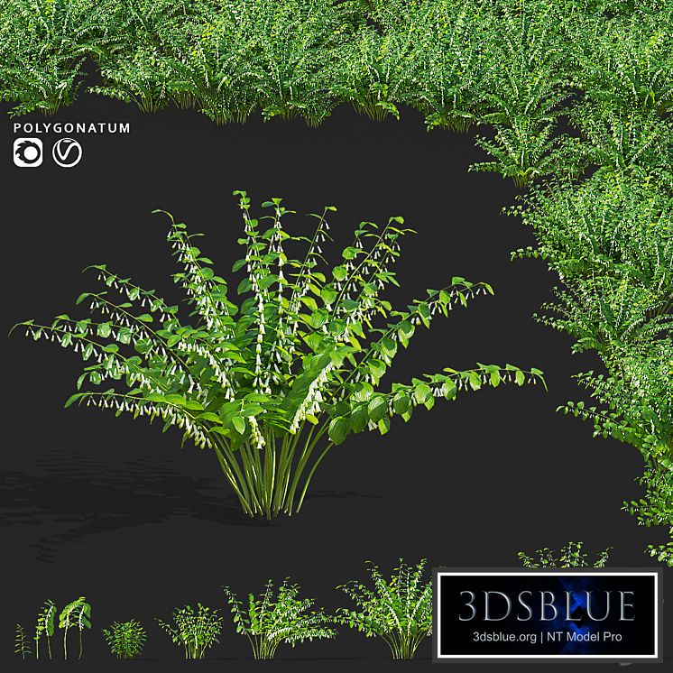 Kupena flowers | Polygonatum