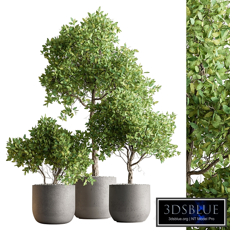 Indoor Plant 590 -Tree in Pot