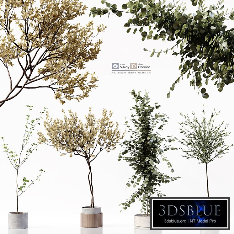 Collection Indoor Plants 052