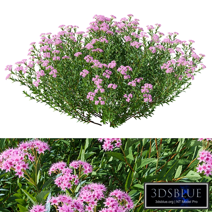 Japanese spirea V1 85cm MARCH