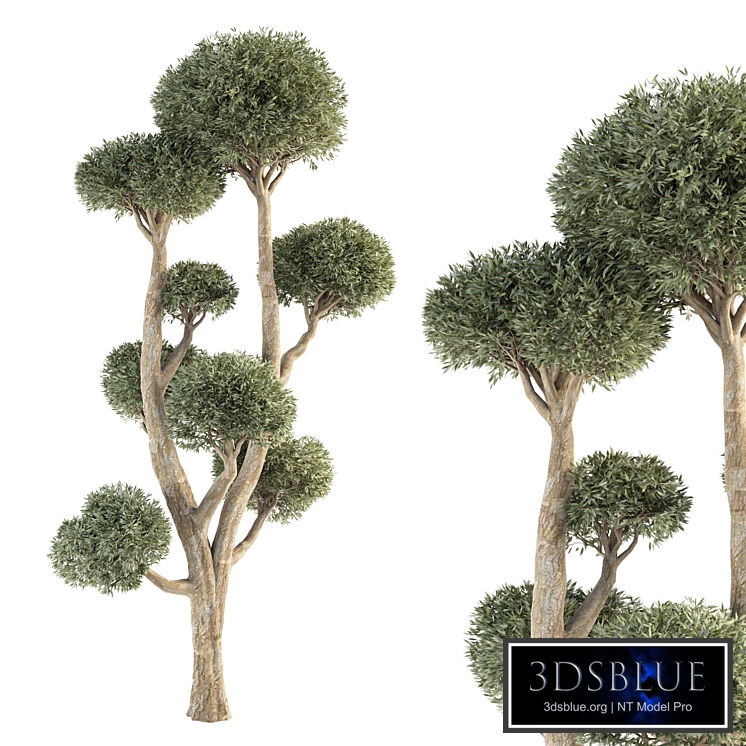 Olive Tree No.47