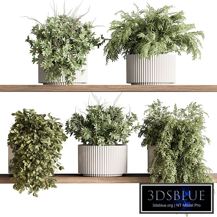 indoor Plant 599 - Hanging Plants