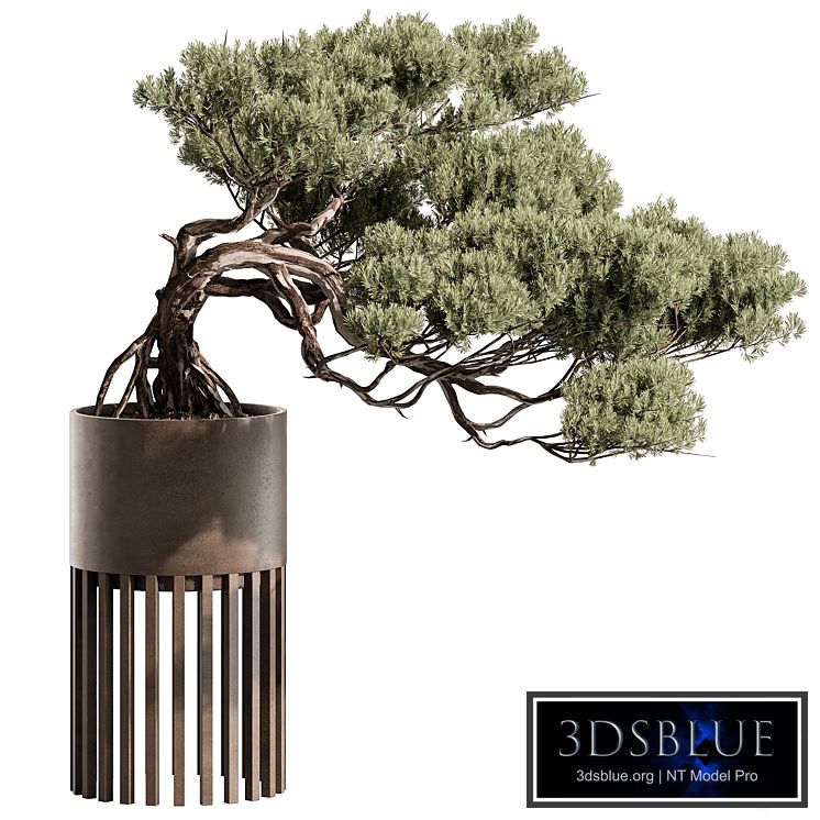 indoor Plant 603 - Bonsai Plant