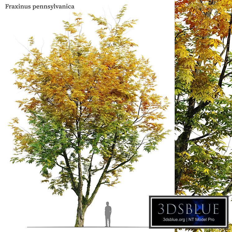 Autumn fraxinus pennsylvanica