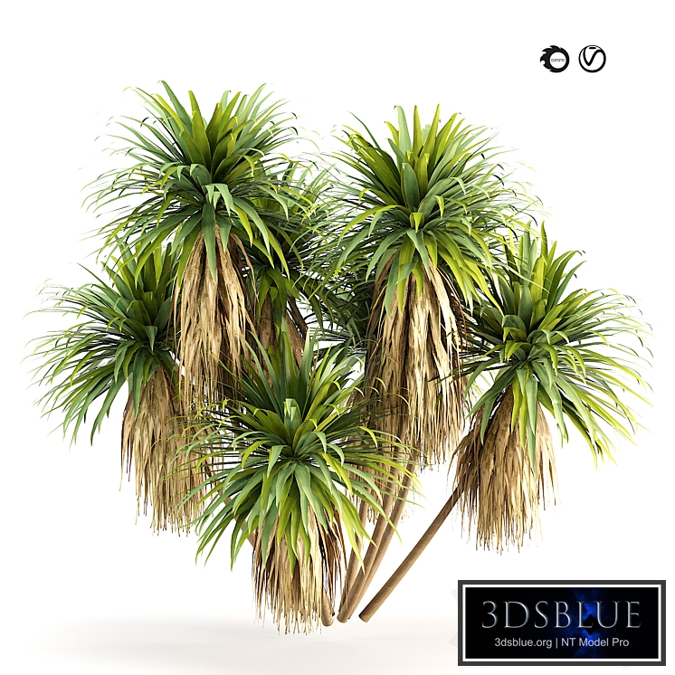 Mountain Cabbage 3D Model