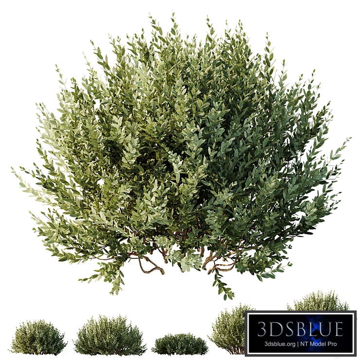 HQ Plants Montra Olive Bush Version10