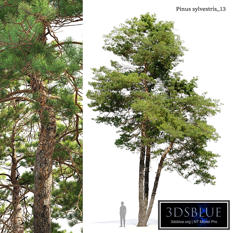 Pinus sylvestris 13
