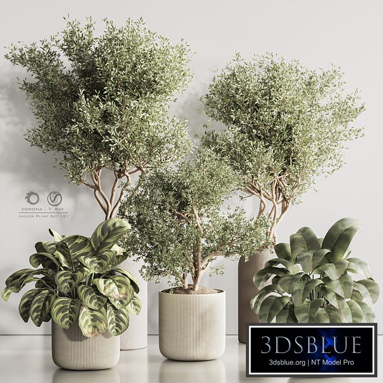 Indoor Plant Set 121