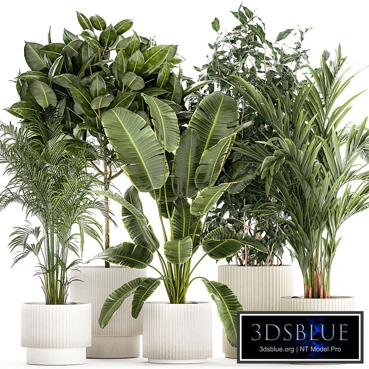 Plant collection 1401