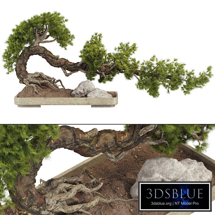 Bonsai Tree 229