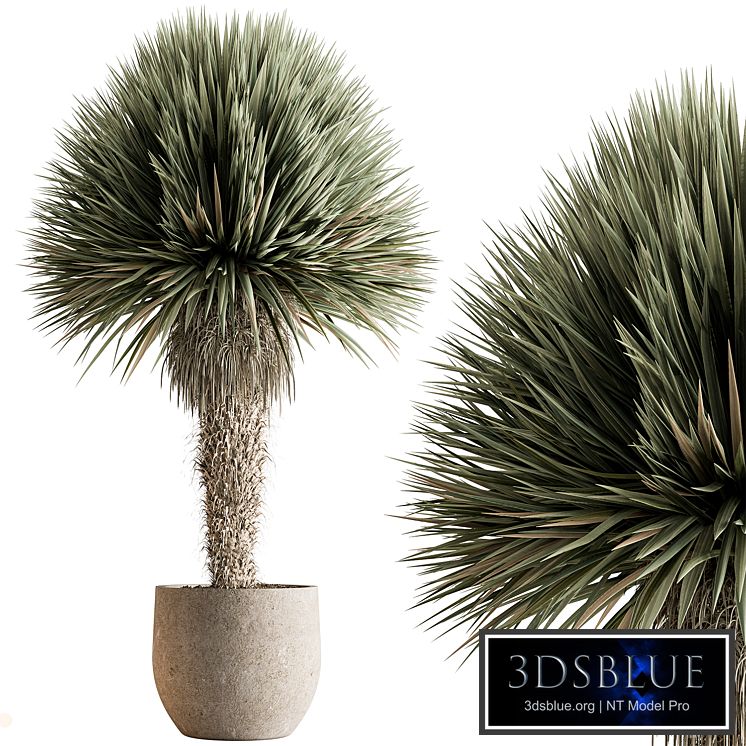 Outdoor Plants 577 - Yuka Tree