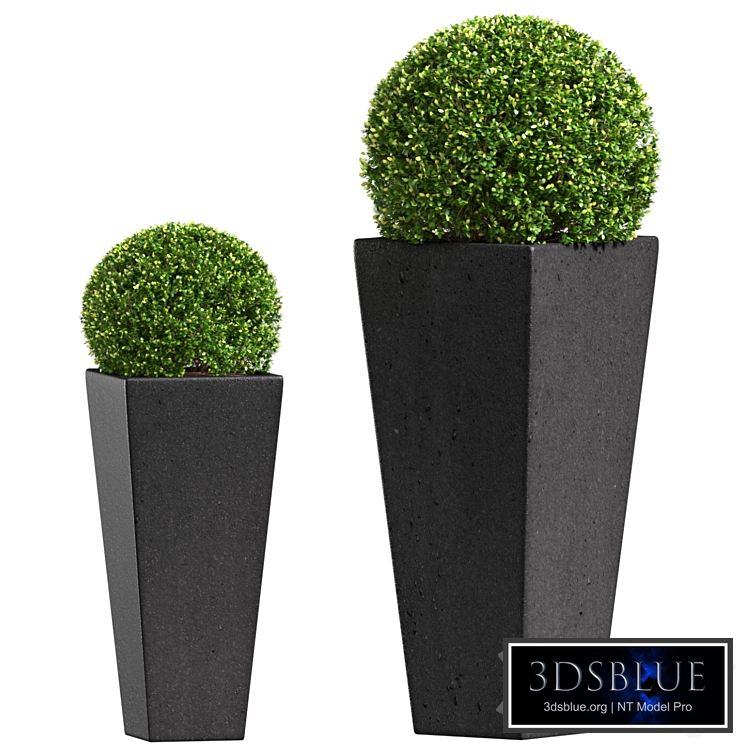 Modern Boxwood in the garden planter Restoration Hardware ArtDeco. Modern Decorative Vase Front Doors Patio Porch Balcony garden planter.Boxwood in Cache Pot