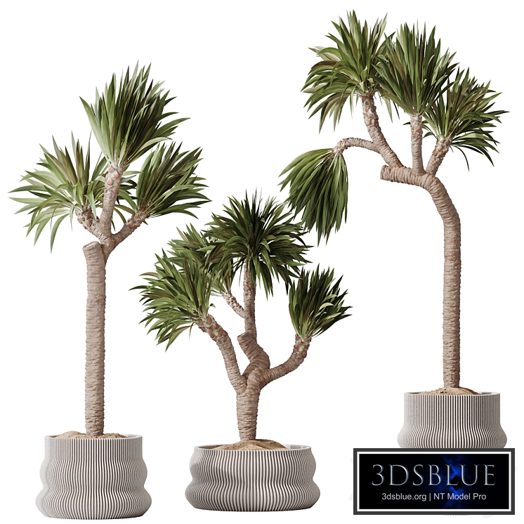 HQ Plants Yucca Elephantipes Gigantea Vase Set01