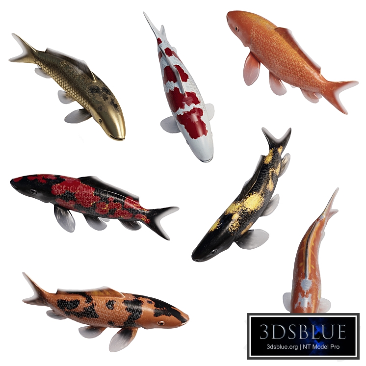 Koi Fish for Ponds and Lakes (Med-Poly)