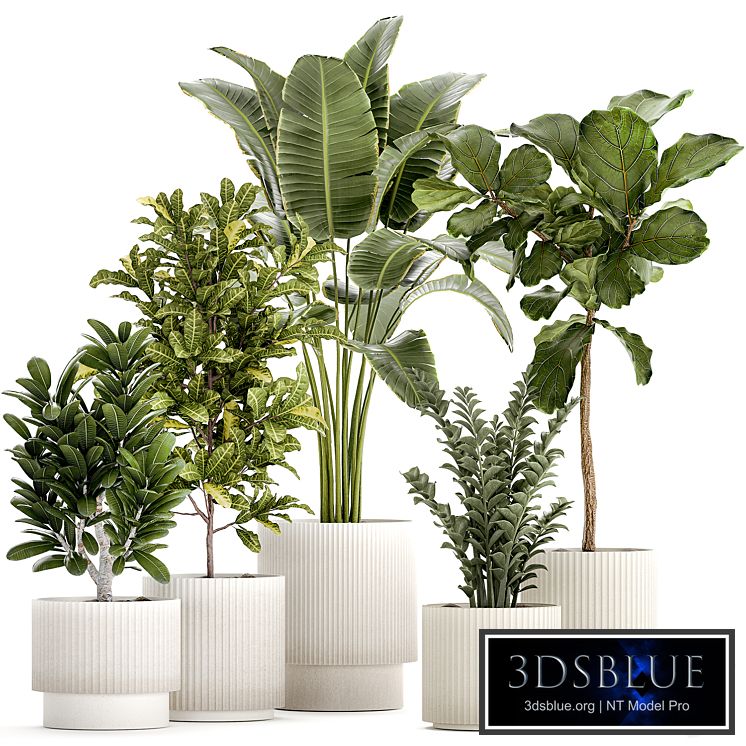 Plant collection 1407