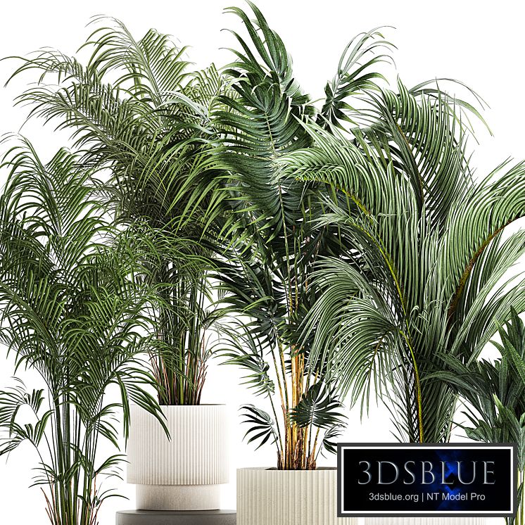 Plant collection 1408