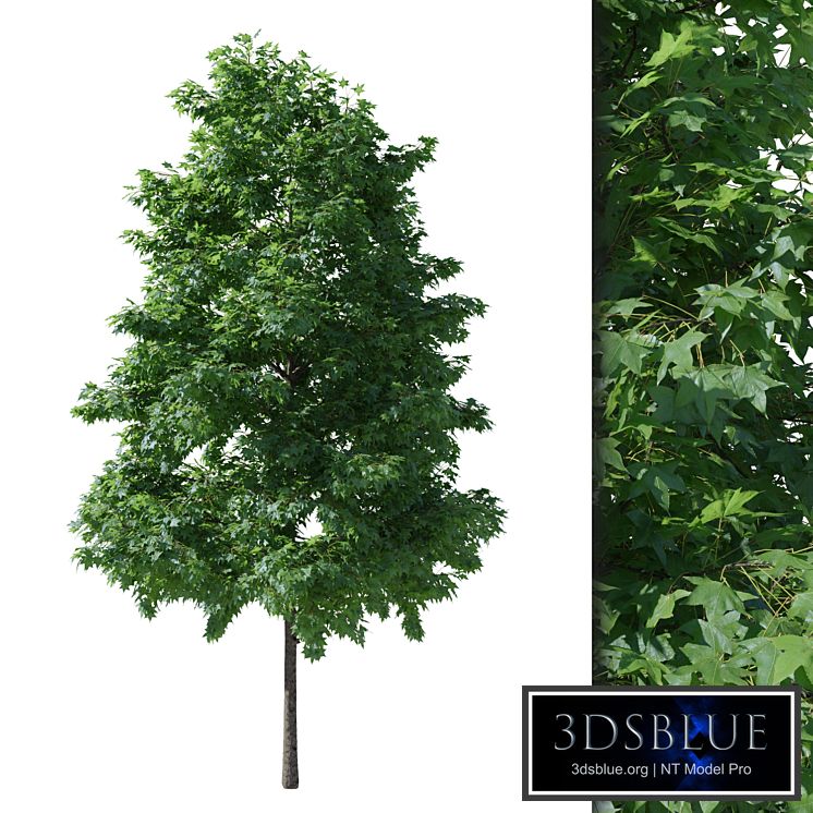 Liquidambar V1 (August)