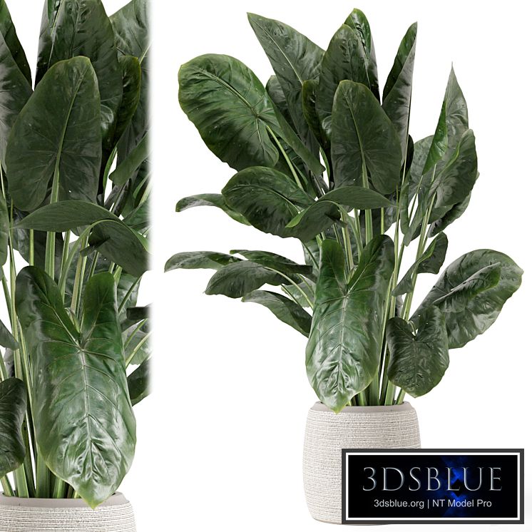 Indoor Plants in Handmade Stone Pot - Set 1797