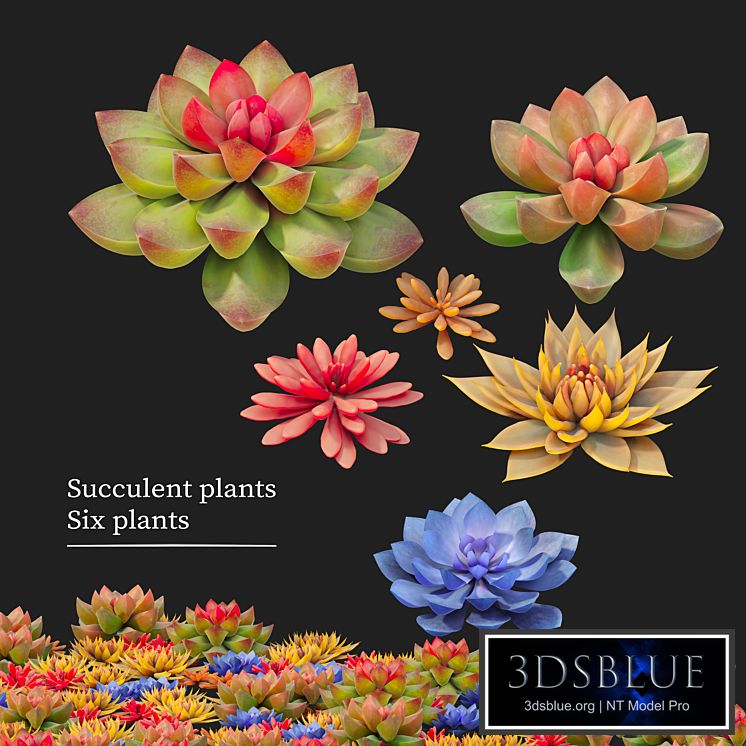 Succulent plants 02