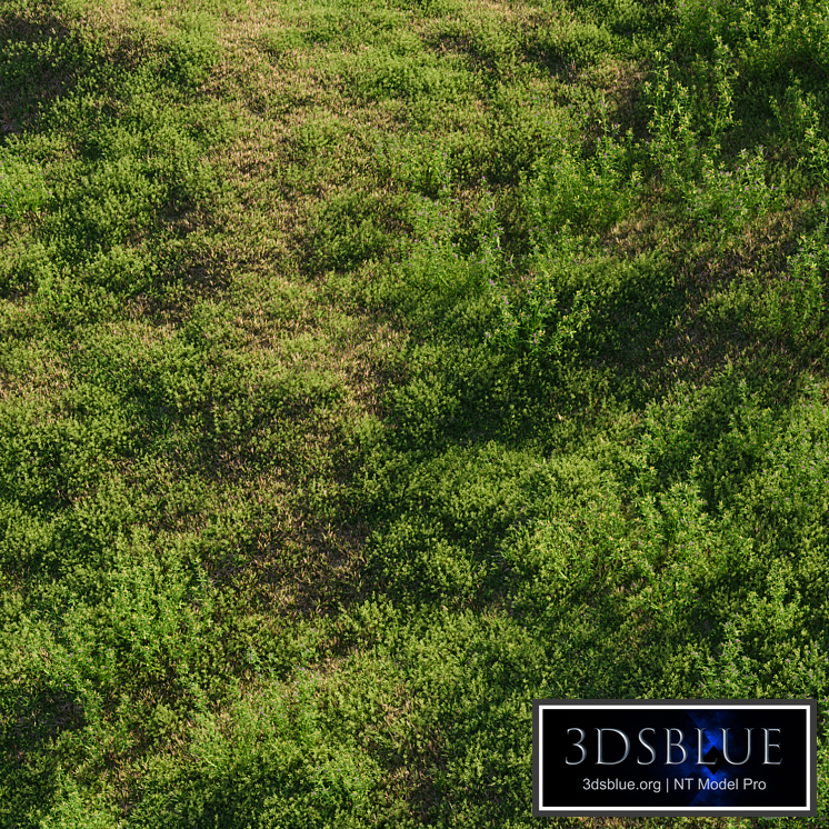 Meadow grasses: alfalfa and bluegrass (July)