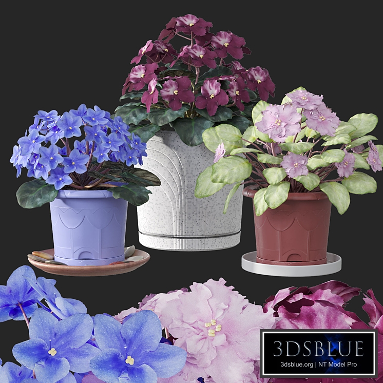 Usambara violet (Saintpaulia)