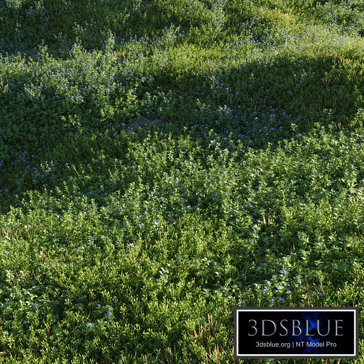 Lawn: Speedwell and bluegrass (March)