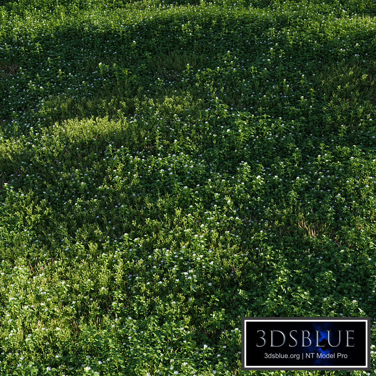 Lawn: Chickweed (chickweed) and bluegrass