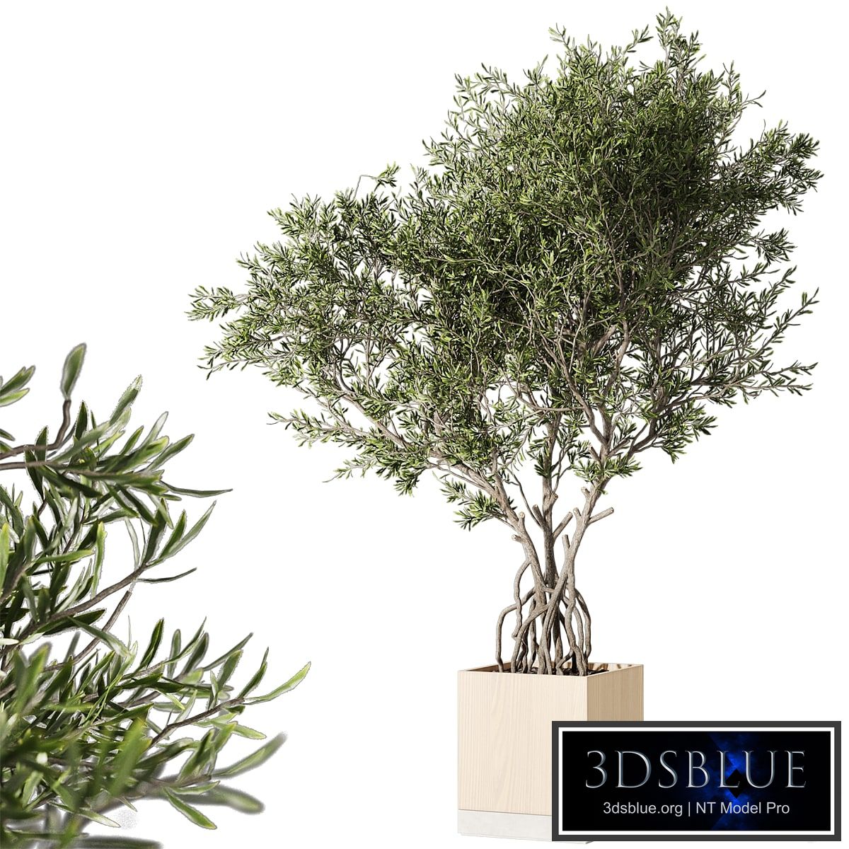 Indoor living plant in a pot 05