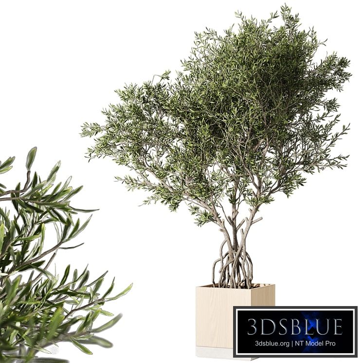 Indoor living plant in a pot 05