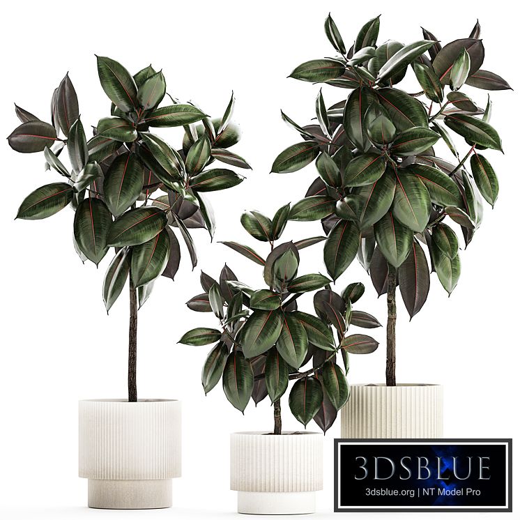 Plant collection 1432