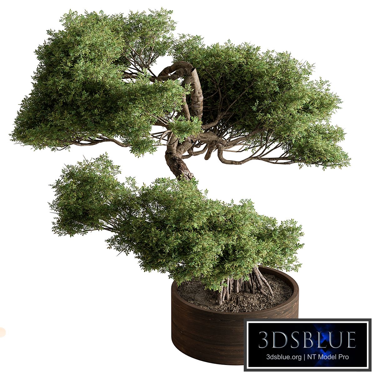 indoor Plant 626 - Bonsai Plant