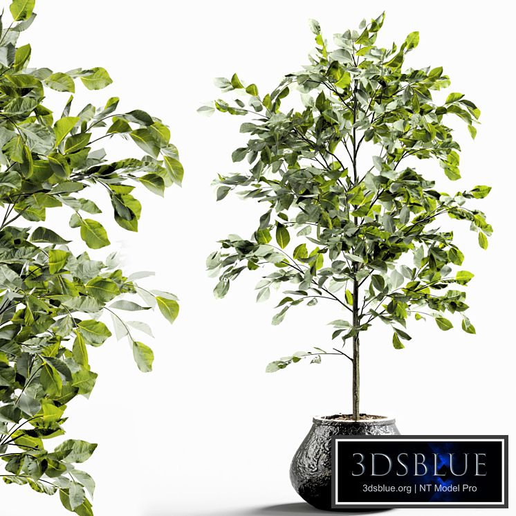 Branches in vases 28