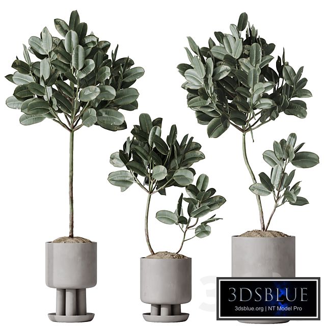 HQ HousePlants Rubber Ficus Elastica Abidjan Melany Set03