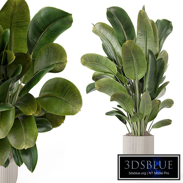 Indoor Plants in Handmade Stone Pot - Set 1850