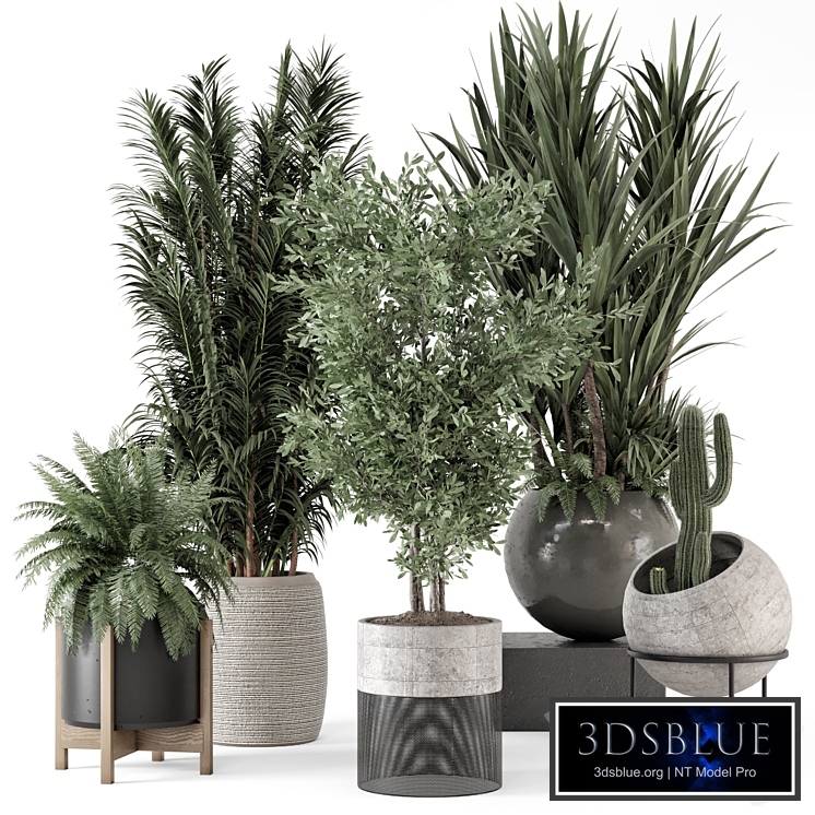 Indoor Plants in Handmade Stone Pot - Set 1857