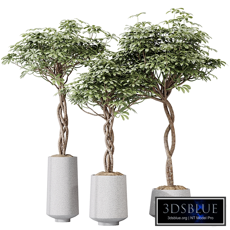 HQ HousePlants Schefflera Arboricola Umbrella Set02