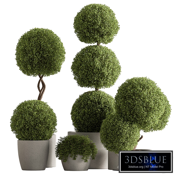 Indoor Plant 637 -Topiary Ball
