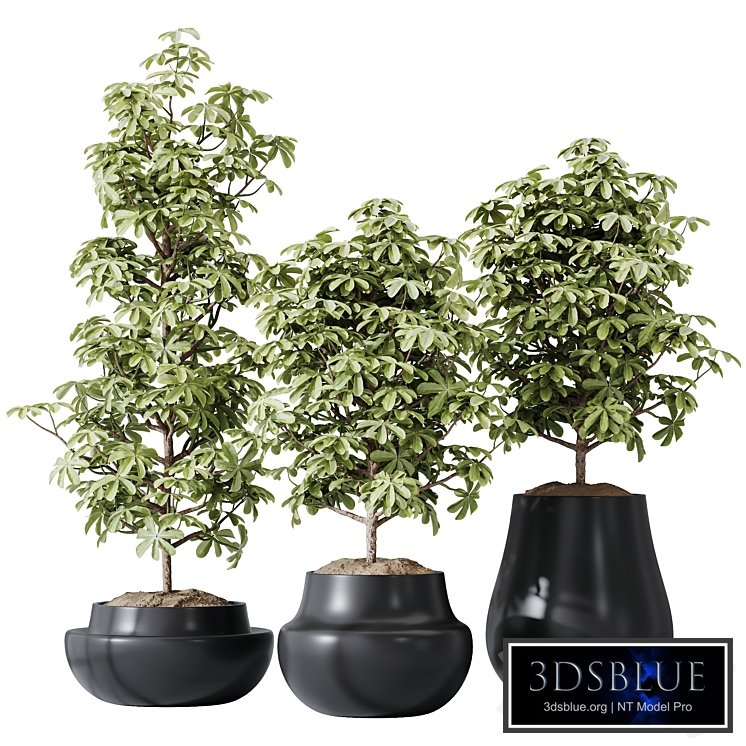 HQ HousePlants Schefflera Arboricola Umbrella Set03