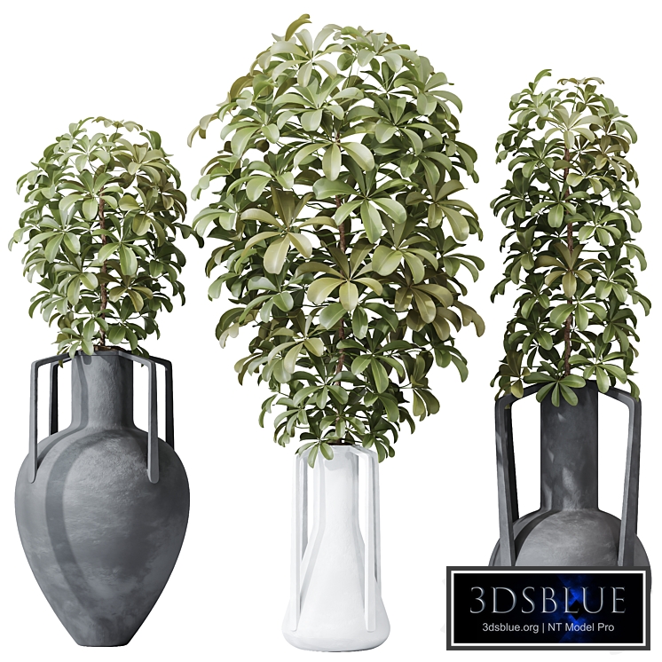 HQ HousePlants Schefflera Arboricola Umbrella Set04