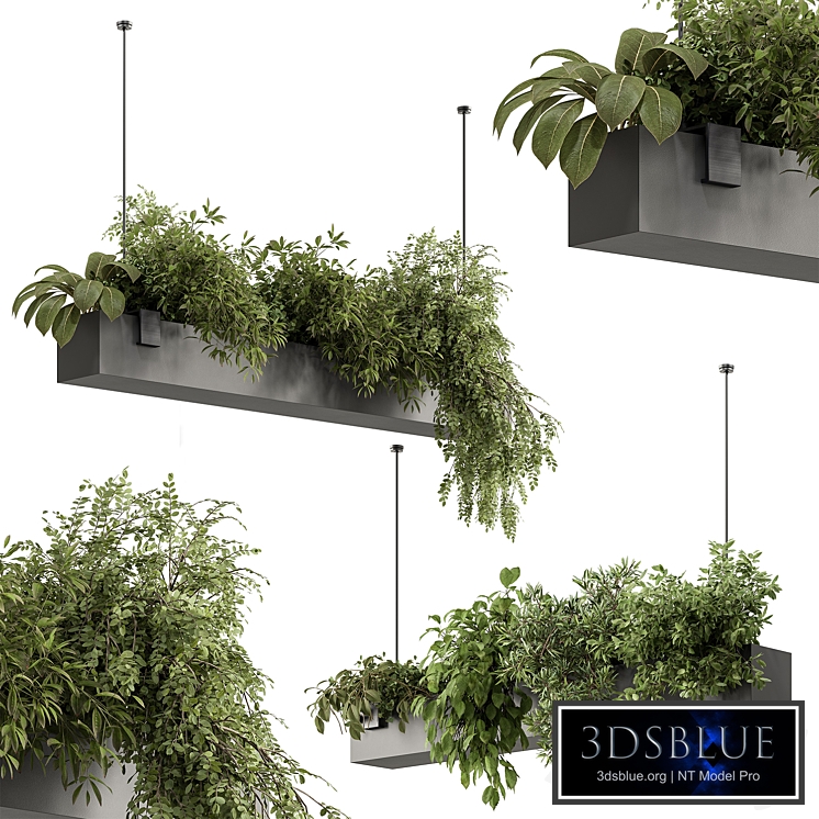 indoor Plant 636 - Hanging Plants